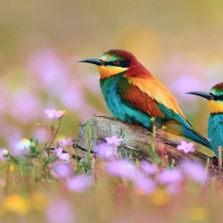 Colorful Bird with Abstract Background Mobile Case Cover Colorful Bird with Abstract Background Mobile Case Cover