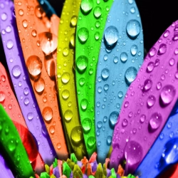 Different Color Leaves with waterdrops Mobile Case Cover Different Color Leaves with waterdrops Mobile Case Cover