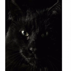 Dark Animal Mobile Case Cover Dark Animal Mobile Case Cover