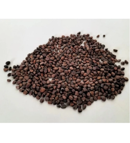 Generic Sango Radish Microgreen Seeds – Quick Harvest, Suitable for Any Space