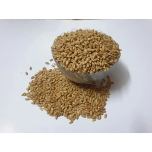 Generic Wheatgrass Microgreen Seeds – Easy to Grow, Quick Harvest