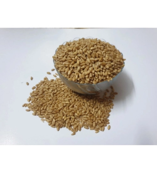 Generic Wheatgrass Microgreen Seeds – Easy to Grow, Quick Harvest